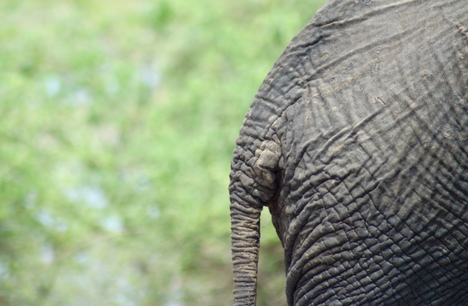 Elefant Tierschutz Asien Reisen Elefantencamp