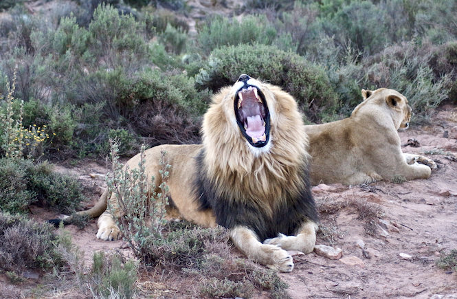 Löwe Löwenjagd Löwenbaby streicheln Jagd Tierschutz