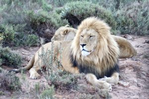 Wilde Tiere Löwen Artenschutz