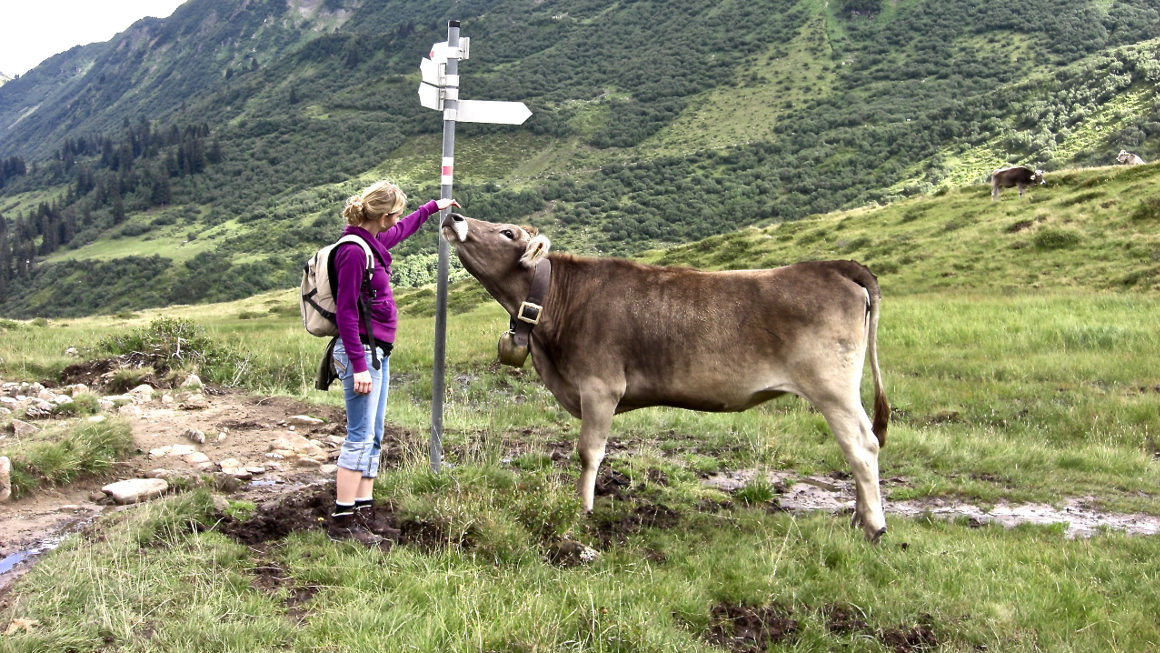 Kühe Tierschutz Fleisch Rindfleisch Tiere Weide Milch
