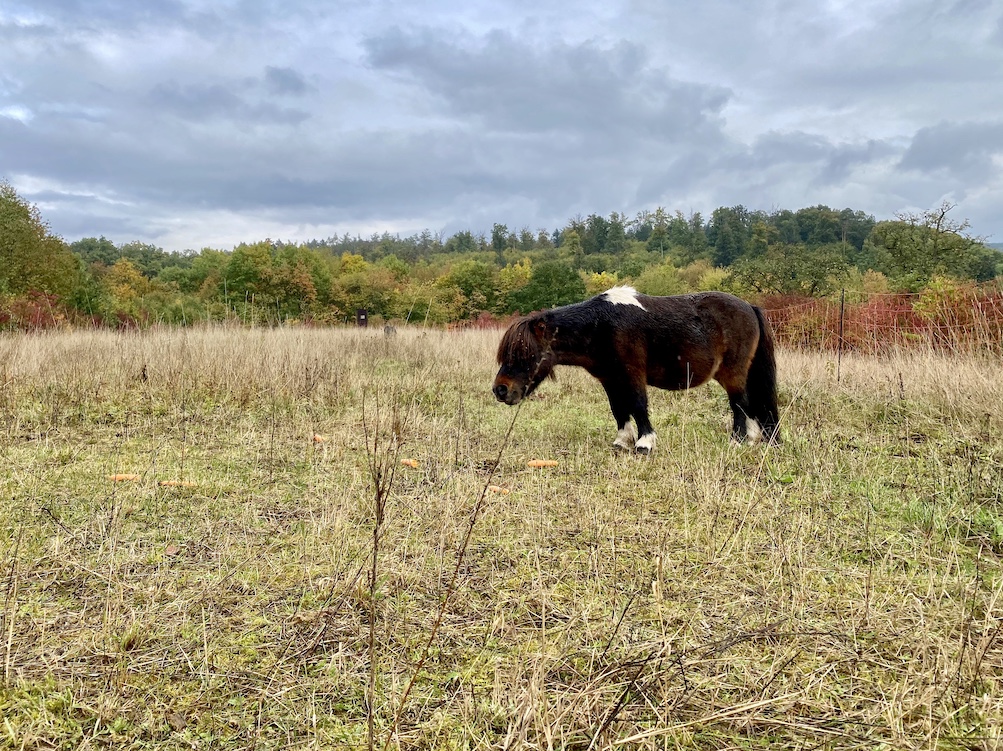 Tierschutz Pony Heilbronn Shetlandpony Pferde