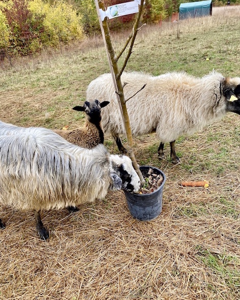 Schafe Heilbronn Tierschutz