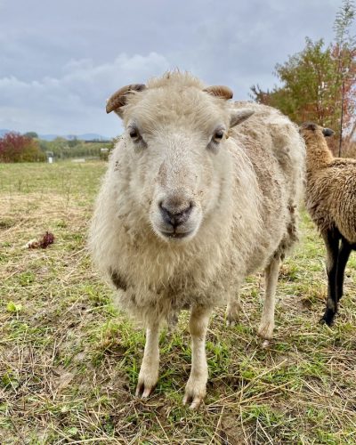Tierschutz Schaf Tieren helfen Heilbronn